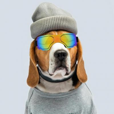 How can we guide pets to adapt to wearing anti-ultraviolet glasses?